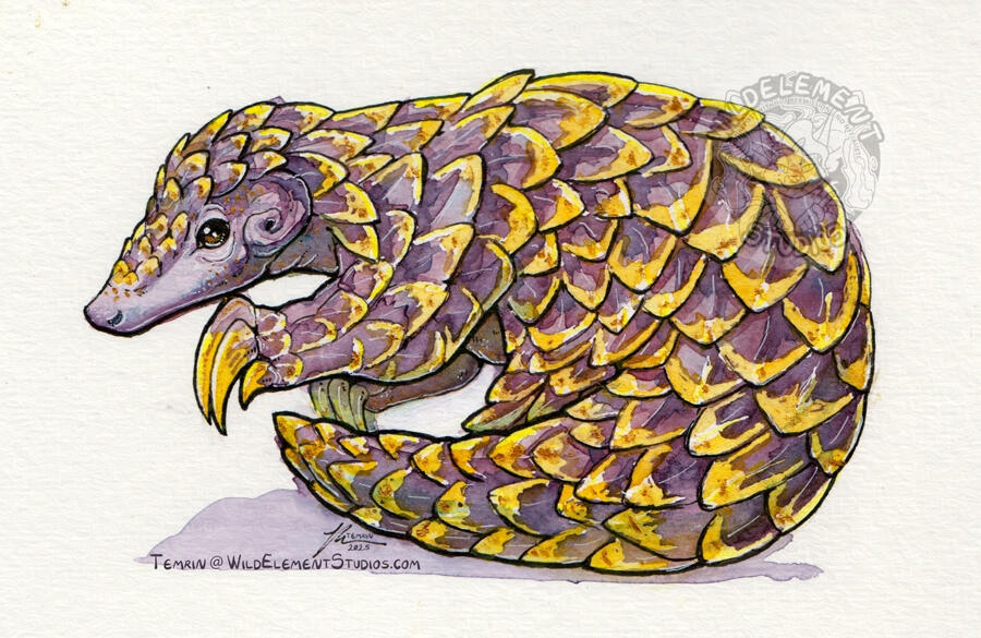 a watercolour painted artwork of a pangolin animal, in purple hues and the scale tips yellow and gold. They have their tail wrapped around their front, while facing to the left, with their clawed hands up. Simple cast shadow on watercolour paper under the